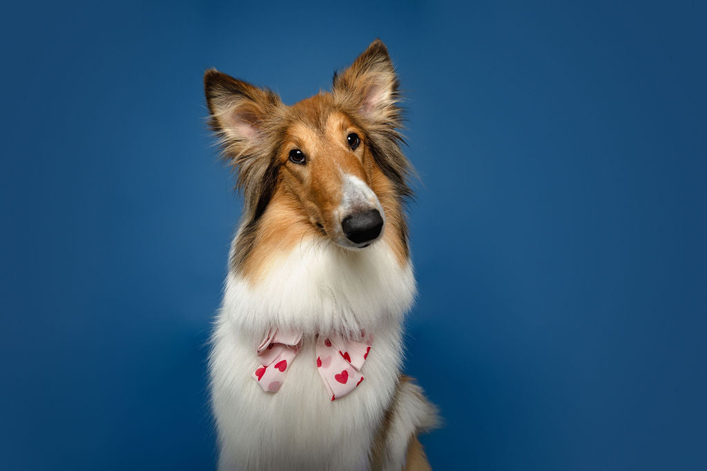 Collie dog with a heart-themed bowtie, representing at-home pet parasite testing for dog owners