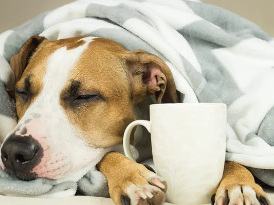 A sleeping dog wrapped in a blanket beside a mug, highlighting understanding canine flu and its impact on pets