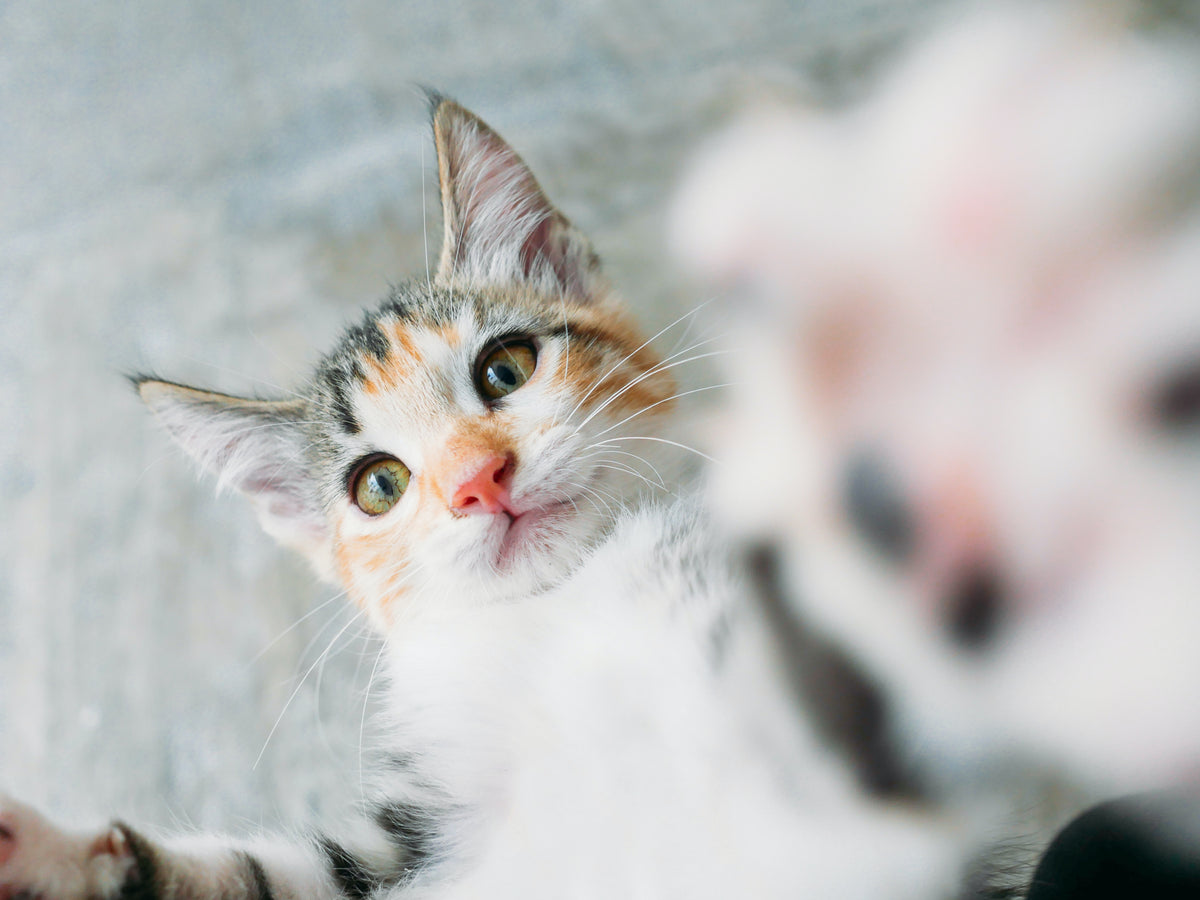 A close-up of a playful kitten exploring its surroundings while understanding FHV in cats