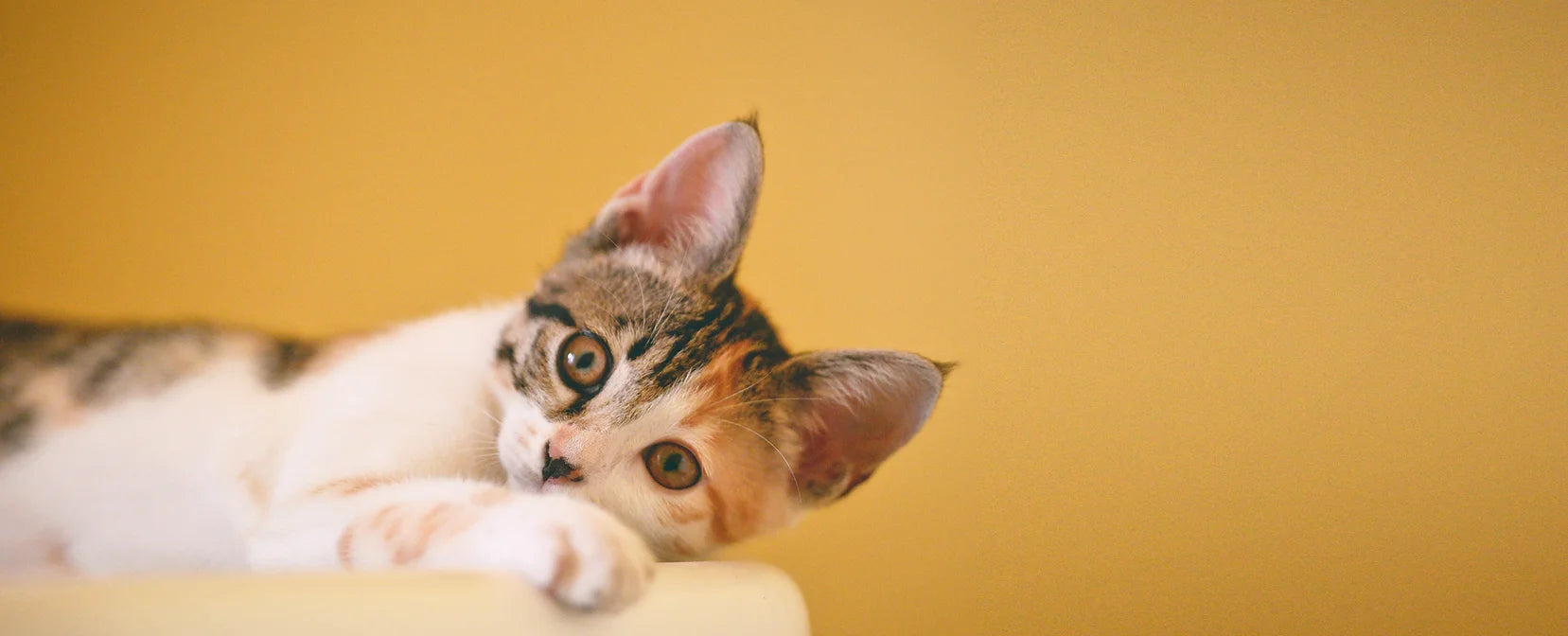 Yellow_kitten
