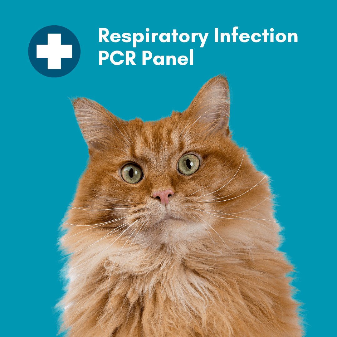 Kedi Labs Cat Respiratory Infection Test for rapid detection of feline respiratory illness