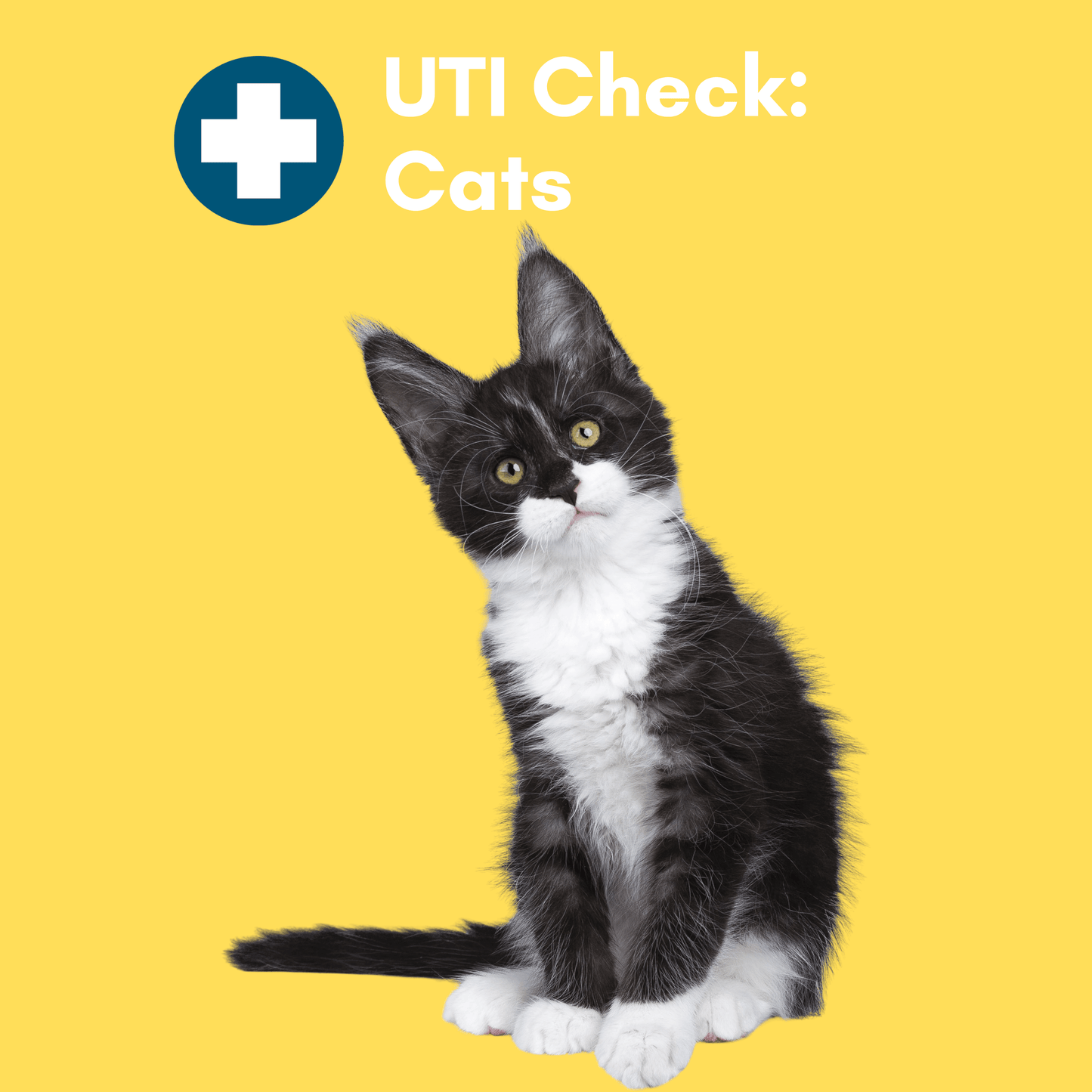 Kedi Labs cat Urinary Tract Infection home test packaging with an image of a cat on a bright yellow background