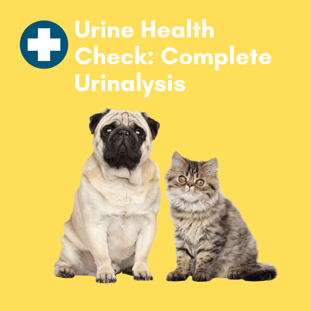 Home urine test for pets featuring a pug and a cat for effective urine health check