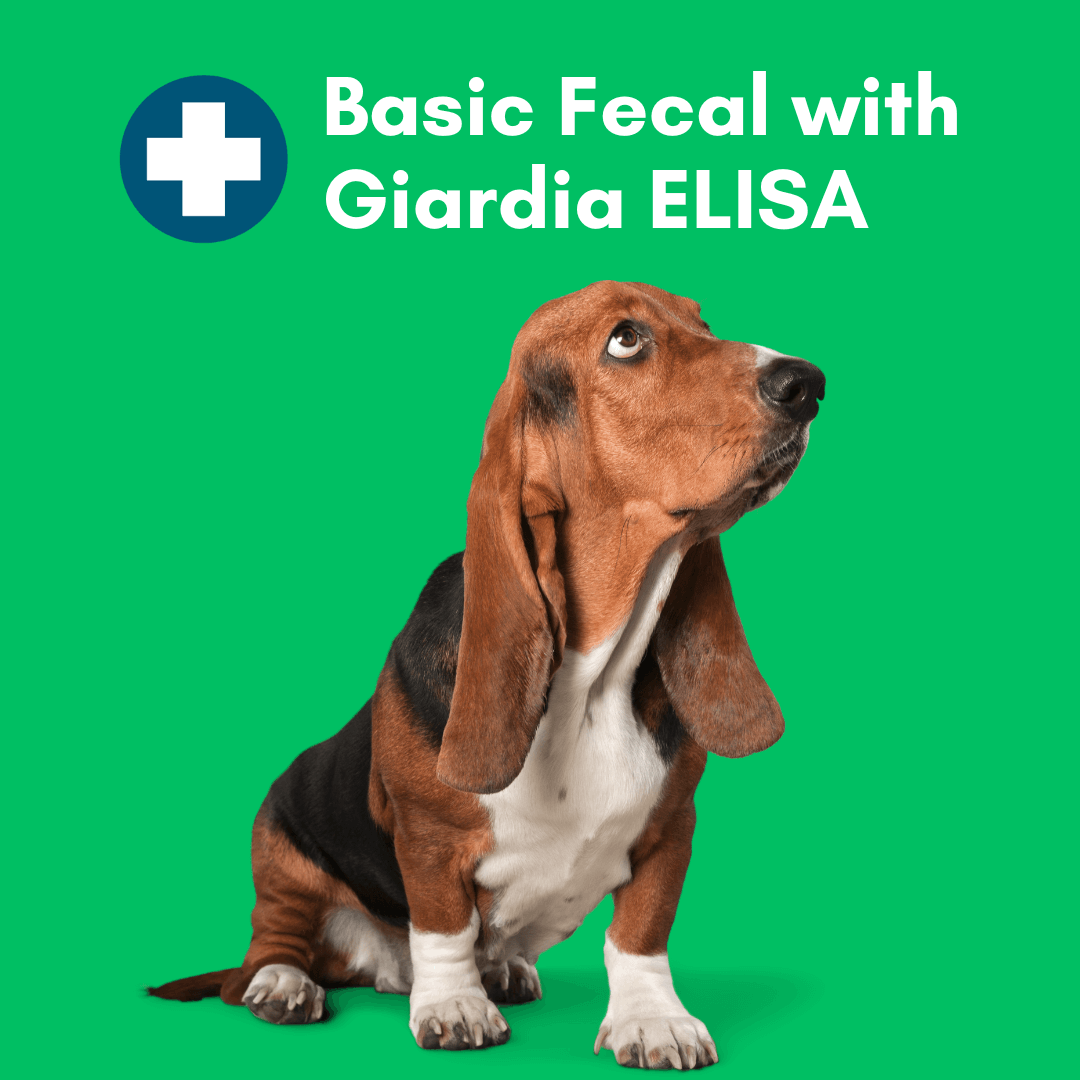 Kedi Labs at-home fecal parasite test for pets featuring a basset hound with a green background