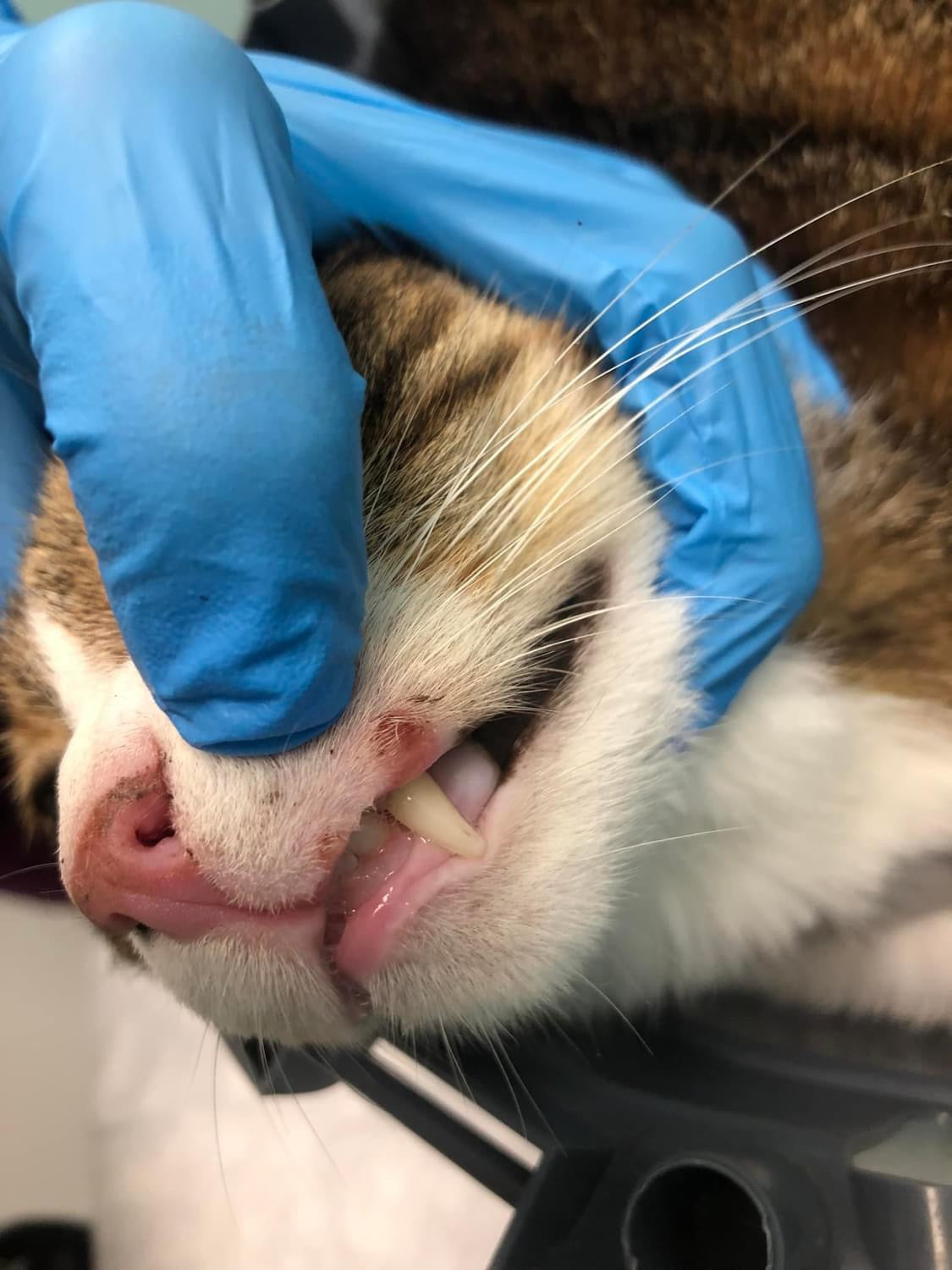 Veterinarian examining a cat's mouth for feline calicivirus symptoms and dental health
