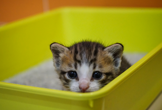 kitten in litter box