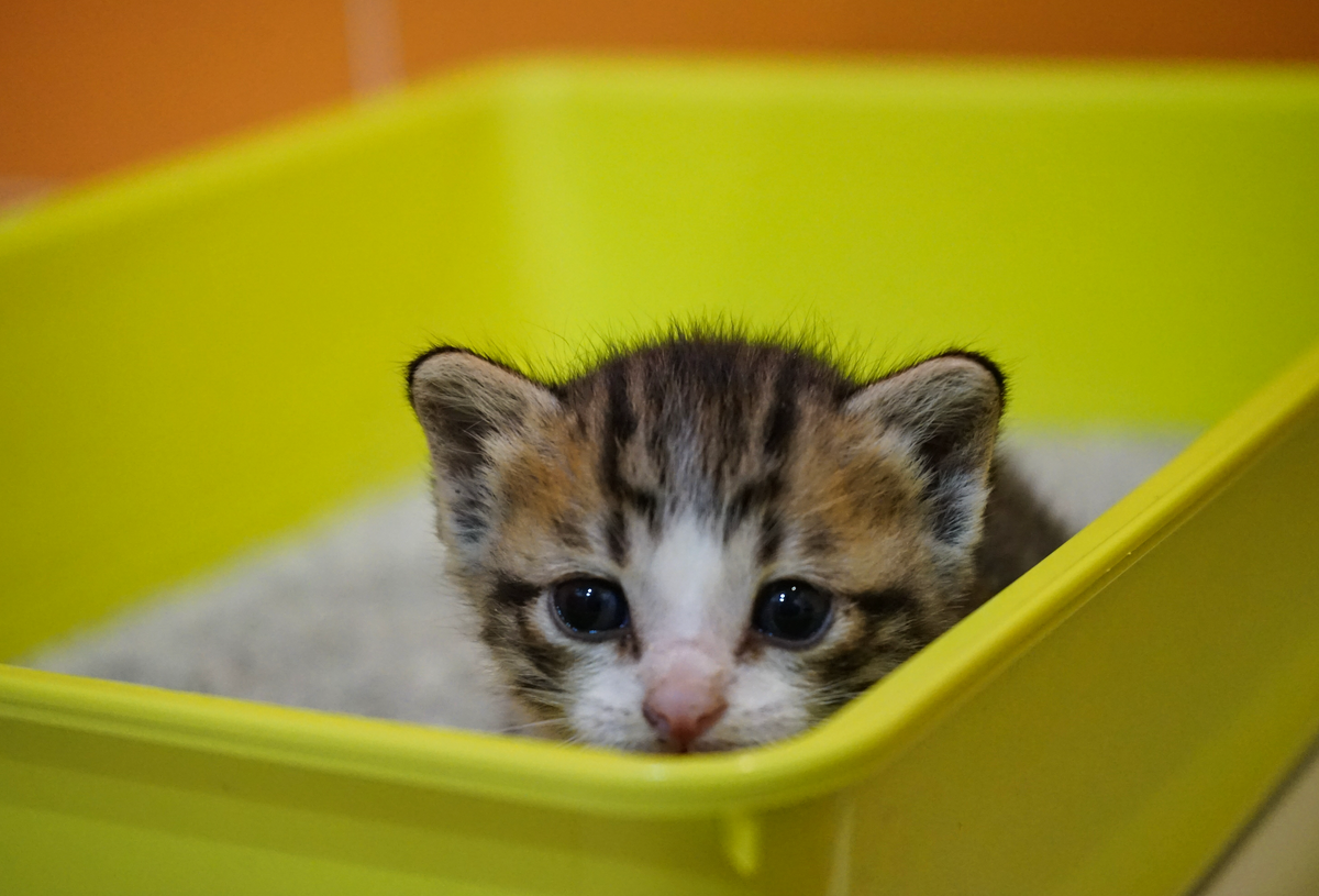 Cute kitten in a litter box illustrating cat diarrhea causes for pet health awareness
