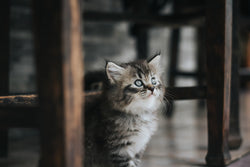 A curious kitten exploring under a wooden chair, emphasizing the importance of fecal testing for pets