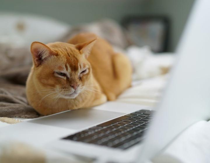 Cat using a laptop, representing CatGPT pet health AI for feline healthcare solutions