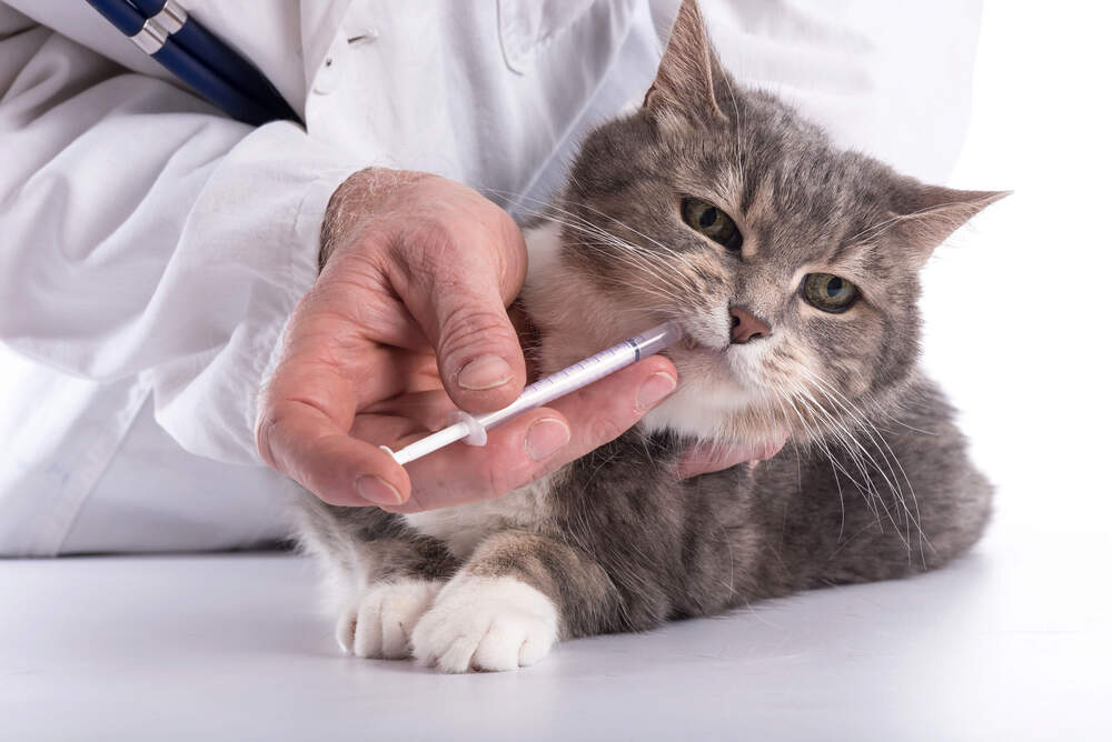 Veterinarian administering coccidia treatment for pets to a cat using a syringe