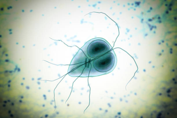 Microscopic view of Giardia, important for Giardia testing for pets health assessments