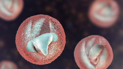 Microscopic view of Cryptosporidium, highlighting key features related to Cryptosporidium symptoms in pets