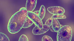 Microscopic view of Toxoplasma gondii parasites related to toxoplasmosis in pets