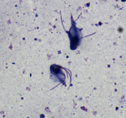 Microscopic view of Tritrichomonas foetus, a parasite relevant in treating Tritrichomonas in cats