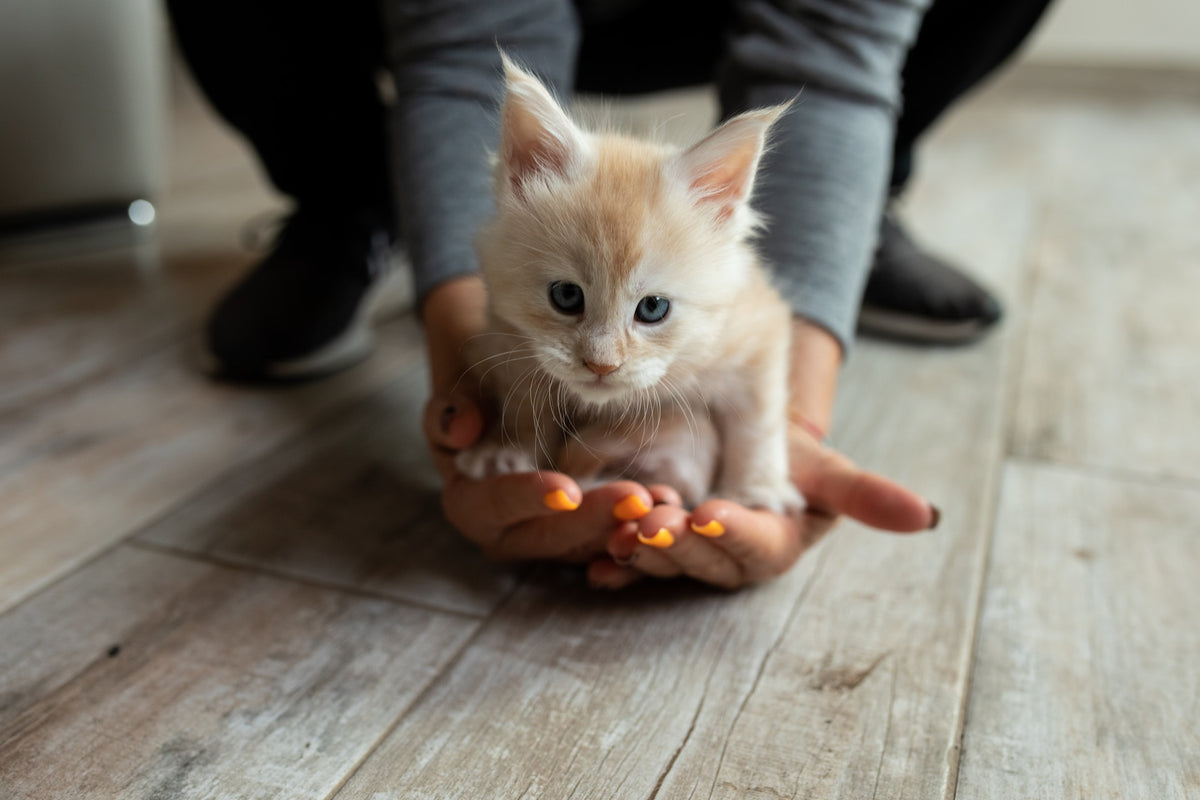 Cute kitten being held with care, perfect for discussing over-the-counter pet parasite treatment