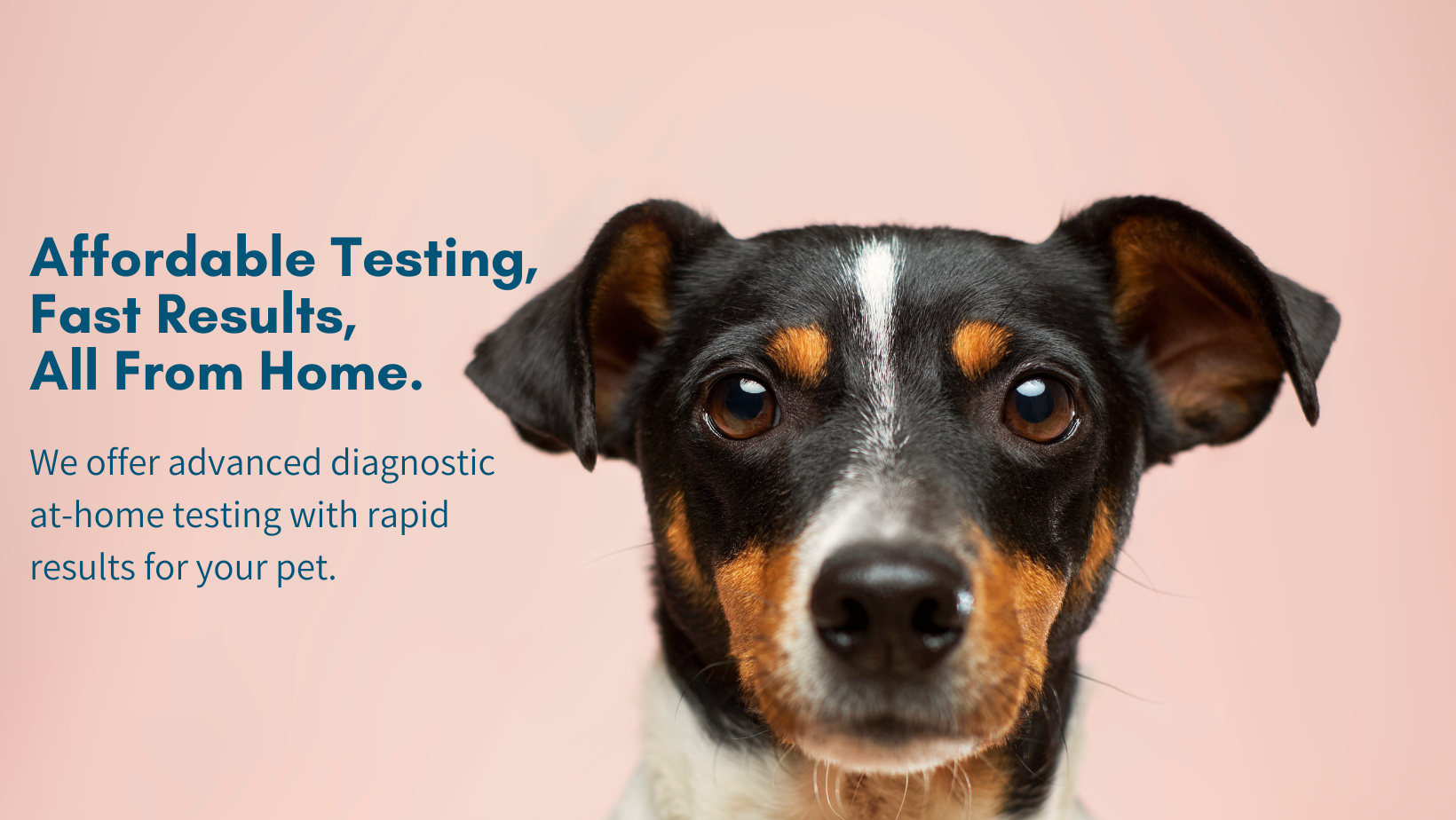 Kedi Labs Advanced Diagnostic At-Home Testing with Rapid Results for Your Pet