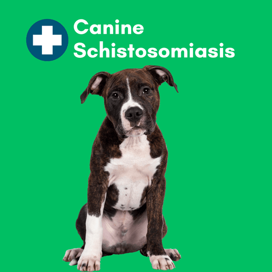 Canine schistosomiasis (Heterobilharzia americana) PCR Test