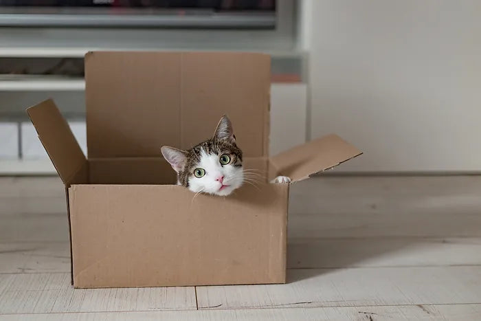 Cat_in_box