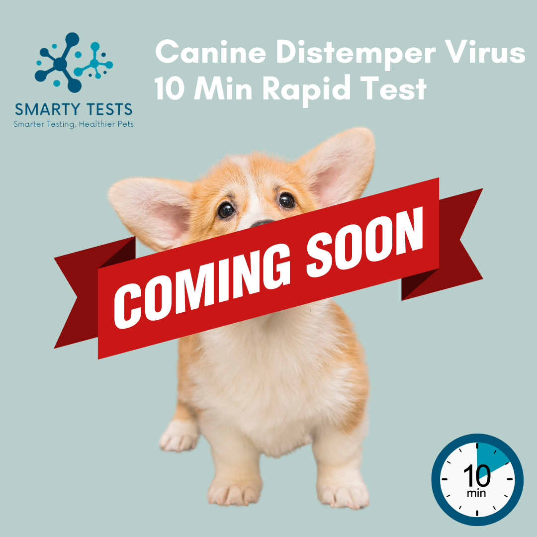 Canine Distemper Virus 10-Minute Rapid Test