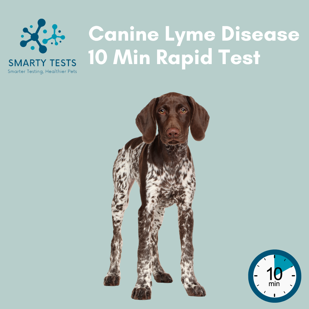 Canine Lyme Disease 10-Minute Rapid Test