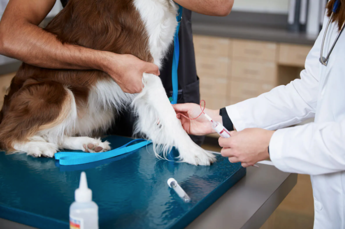 Veterinarian taking a blood sample from a dog for an at-home pet health test