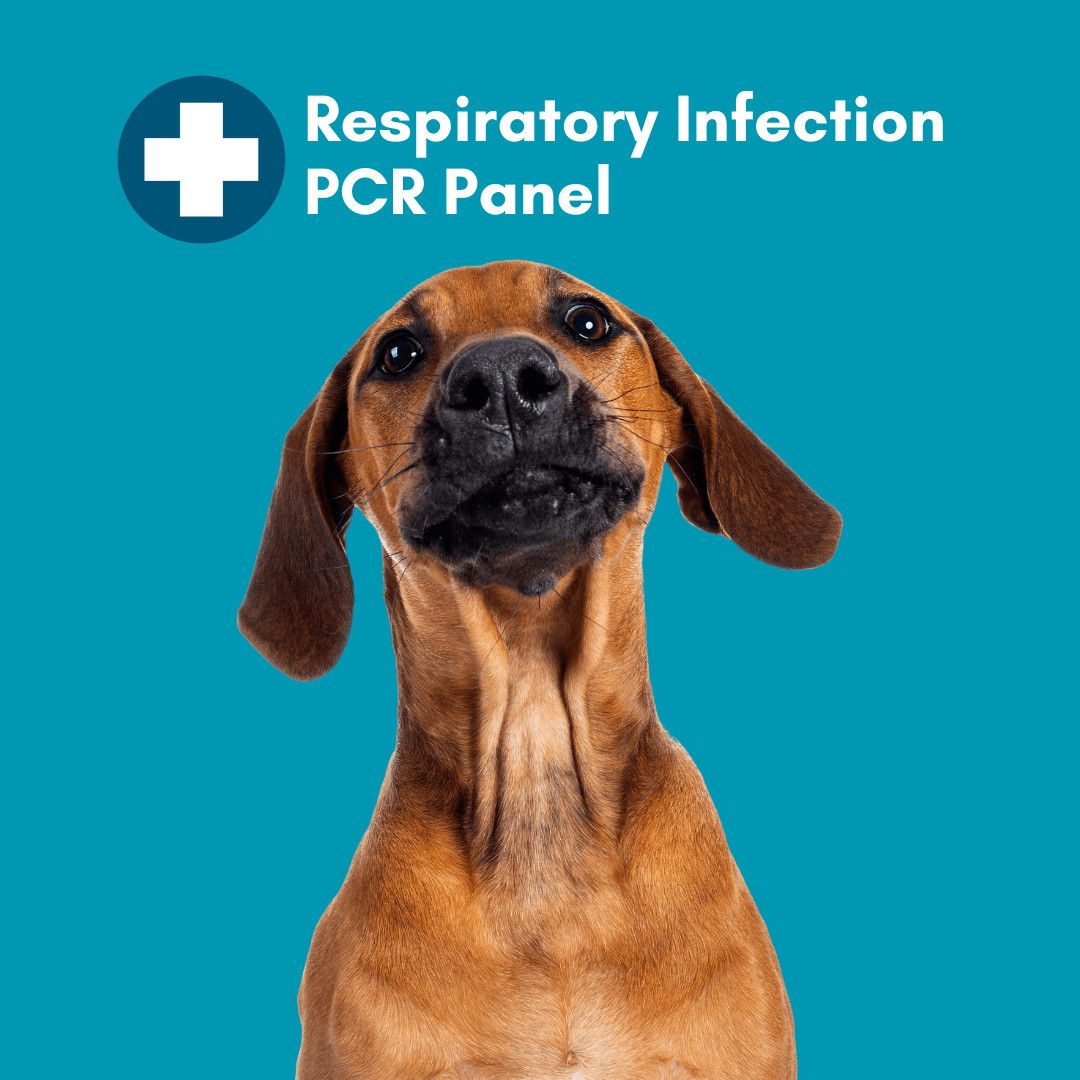 Kedi Labs canine PCR test home kit for accurate respiratory infection testing in dogs