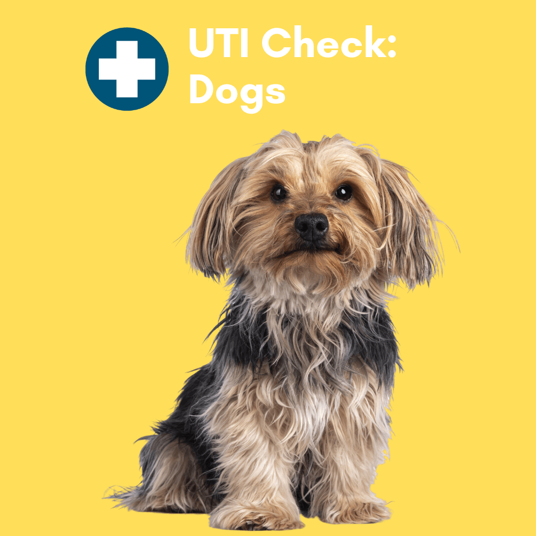 Kedi Labs dog Urinary Tract Infection test kit for quick and easy UTI checks in dogs