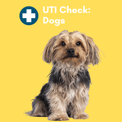 Kedi Labs dog Urinary Tract Infection test kit for quick and easy UTI checks in dogs