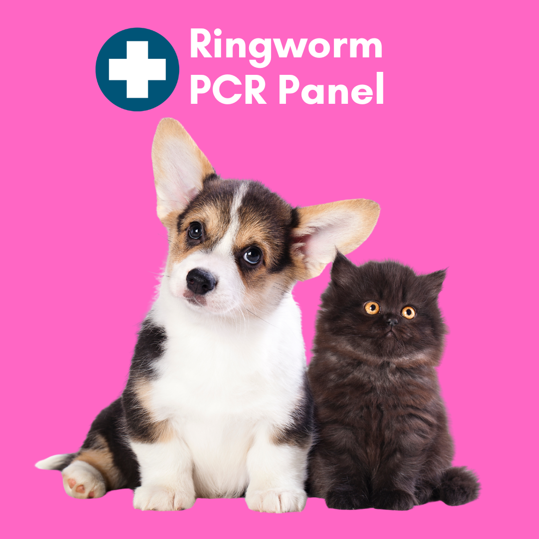 Kedi Labs Ringworm PCR test for pets featuring a corgi puppy and a fluffy kitten