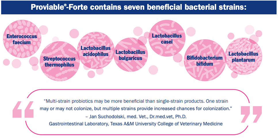 Nutramax Proviable-FORTE Probiotics for Pets