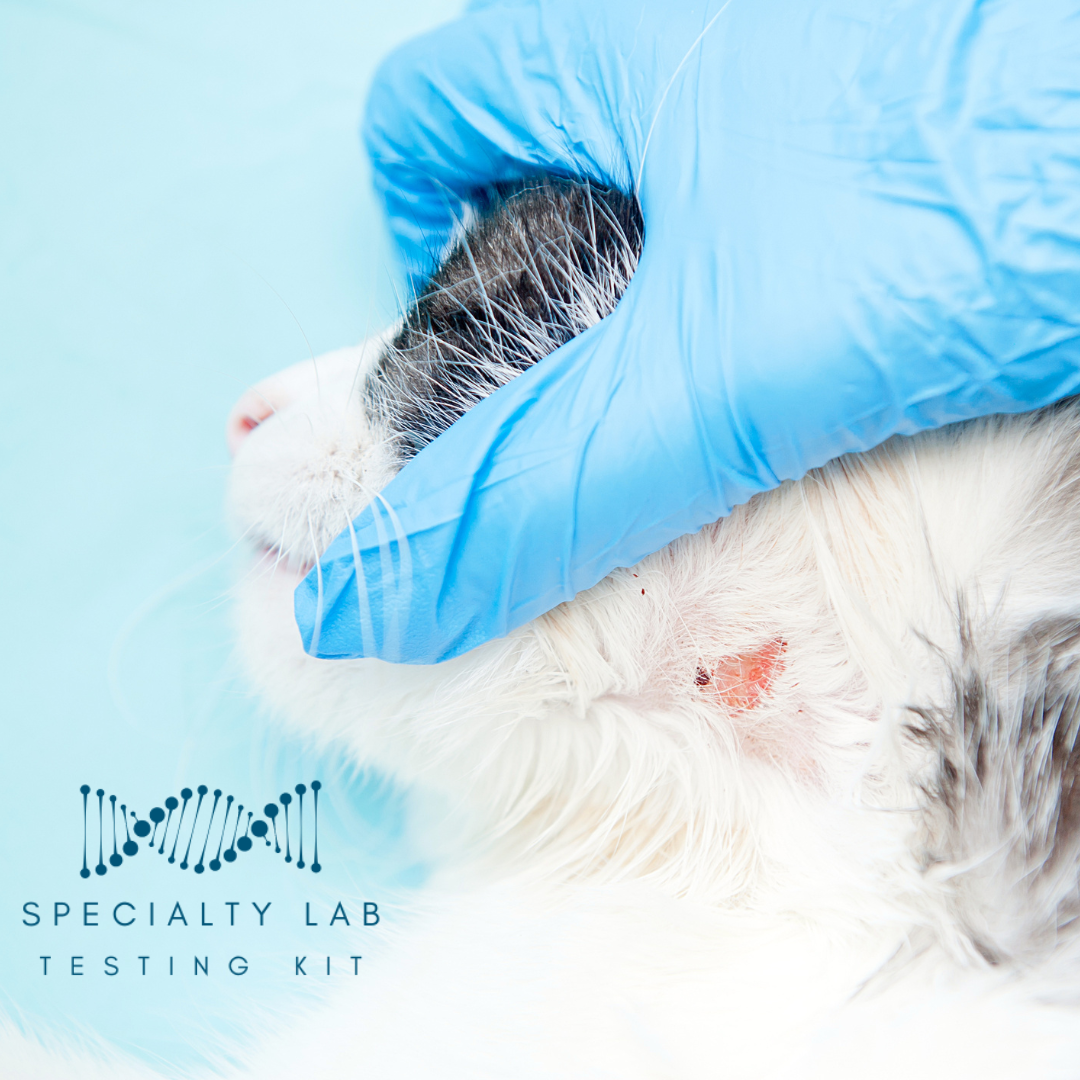Kedi Labs Skin Test demonstrating a ringworm PCR test for pets on a cat's skin