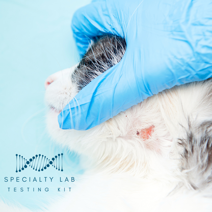 Kedi Labs Skin Test demonstrating a ringworm PCR test for pets on a cat's skin