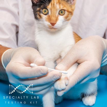 Veterinarian performing a ringworm PCR test for pets on a cat's paw with a swab