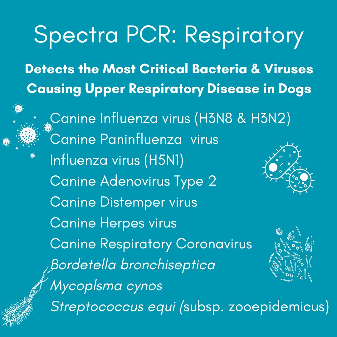 Kedi Labs canine PCR test home kit for detecting respiratory infections in dogs