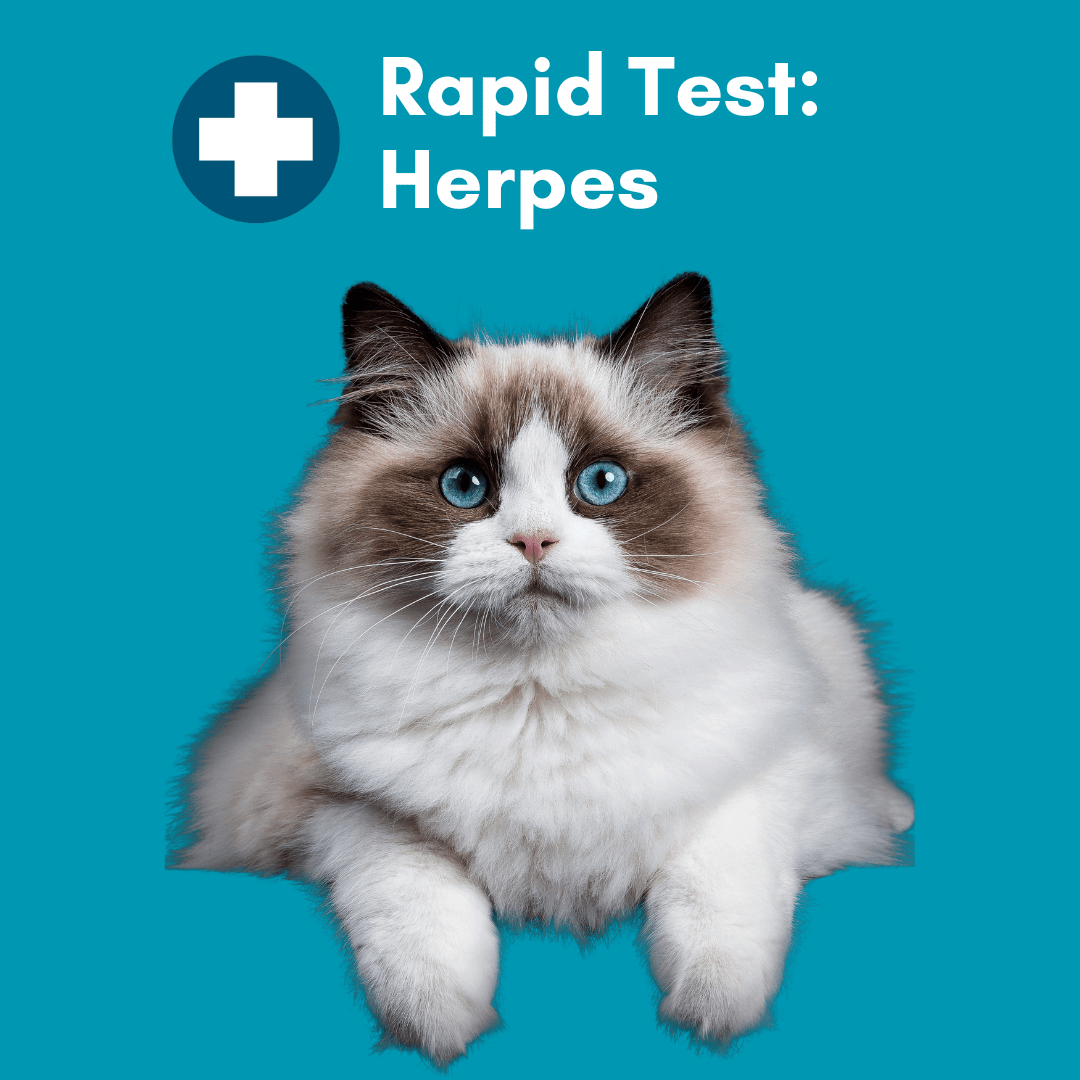 Feline Herpes Virus 10-Minute Rapid Test for Cats - Kedi Labs